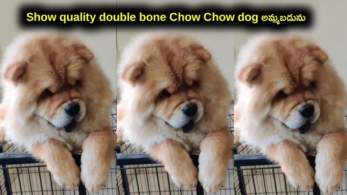 top quality Chow Chow Dog for sale in telugu/9889887750 /aj pets