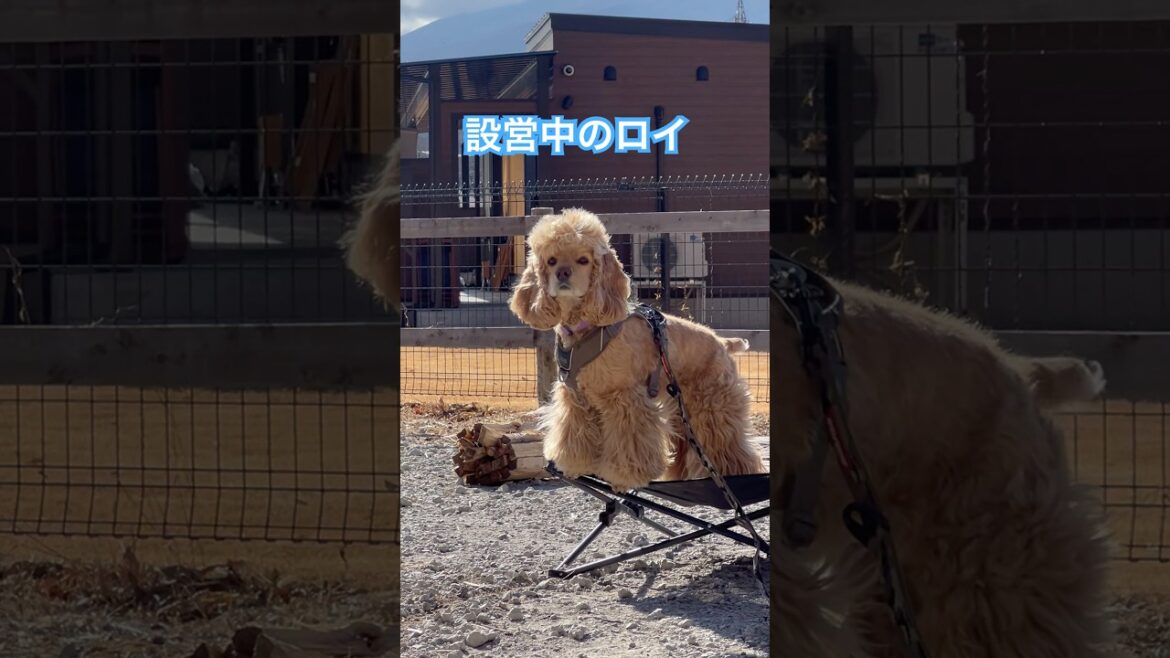 絶景キャンプ　本編は↑  #アウトドア #わんこ連れキャンプ #アメリカンコッカースパニエル #cockerspaniel #camping