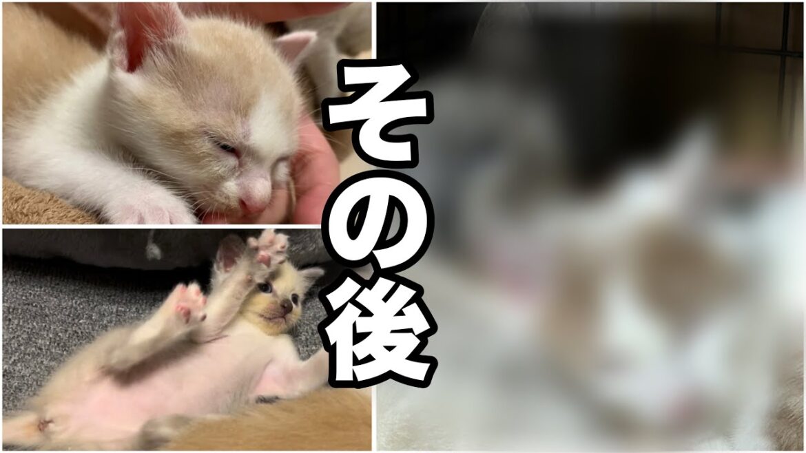 卒業した子猫達のその後