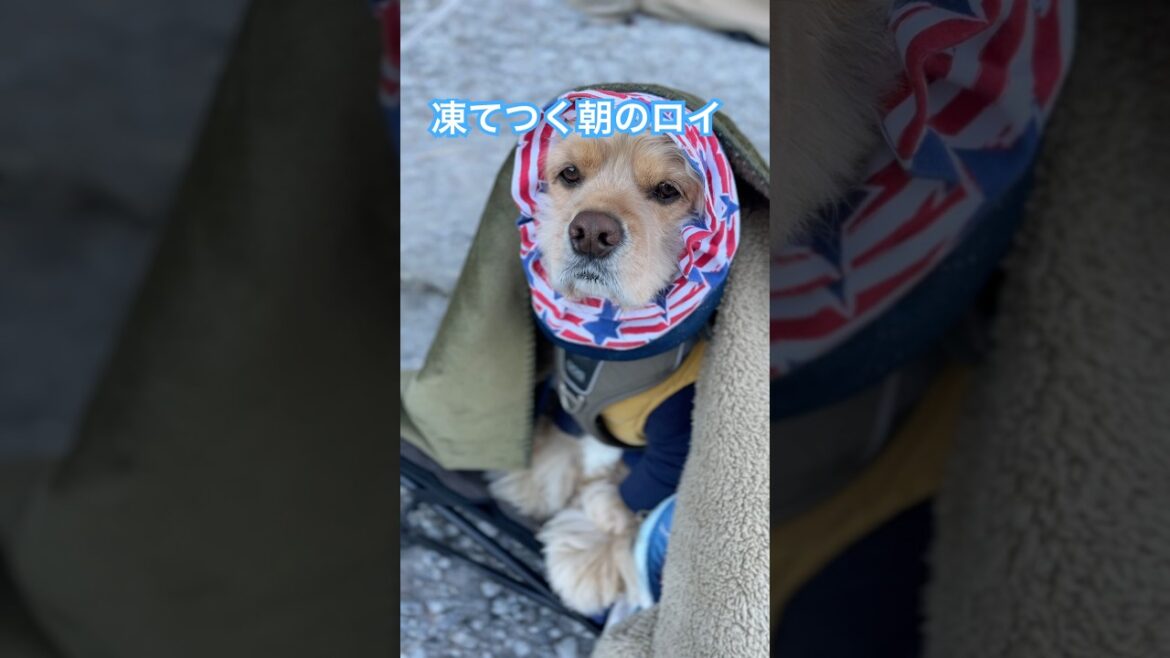極寒キャンプ　本編は↑ #アメリカンコッカースパニエル #わんこ連れキャンプ #アウトドア #cockerspaniel