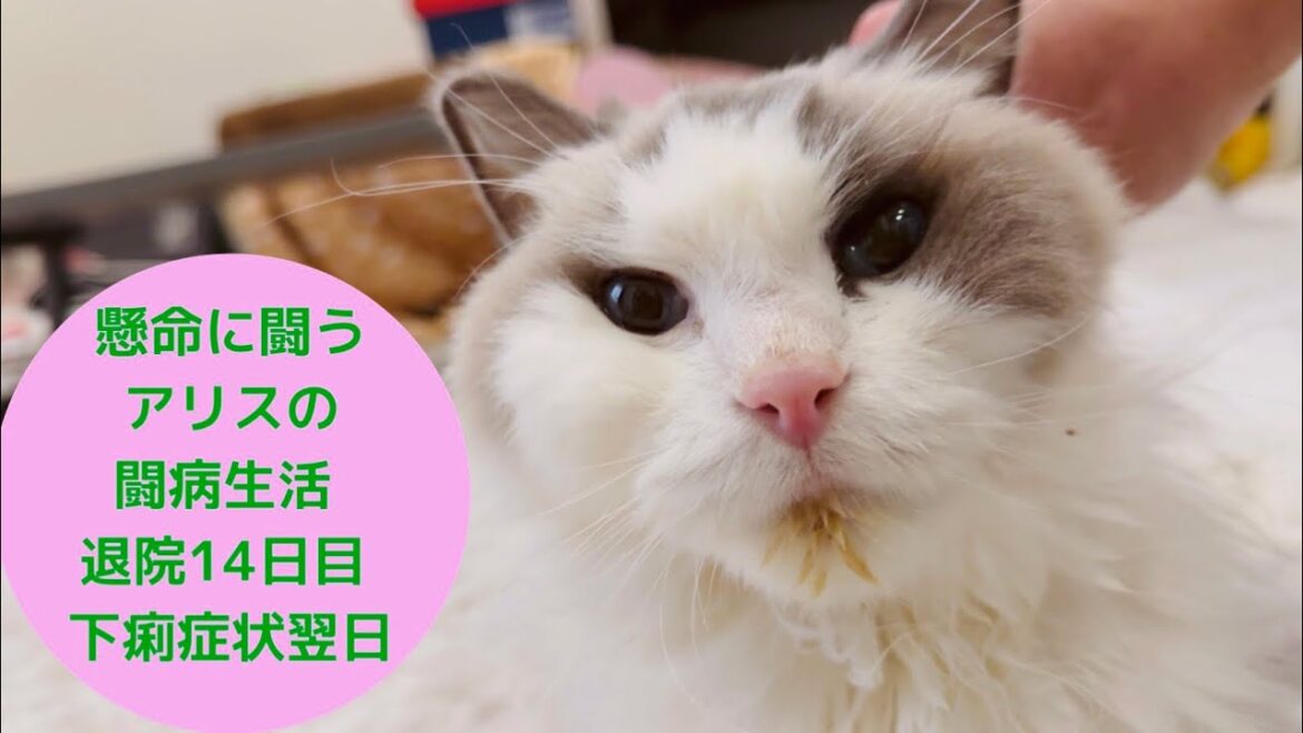 懸命に闘う【ラグドール】アリスの闘病生活 退院14日目 下痢症状翌日 懸命に闘う【ラグドール】アリスの闘病生活 退院14日目 下痢症状翌日