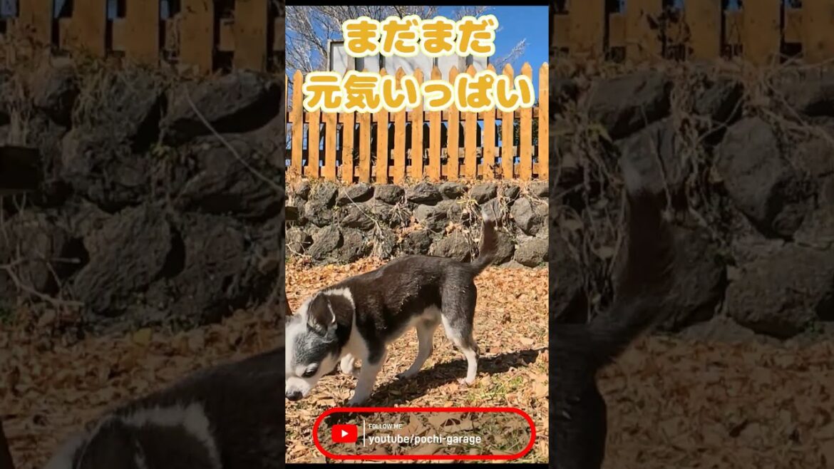 スムースコートチワワ ちび太くん 祝！13歳！！ #Shorts #dog