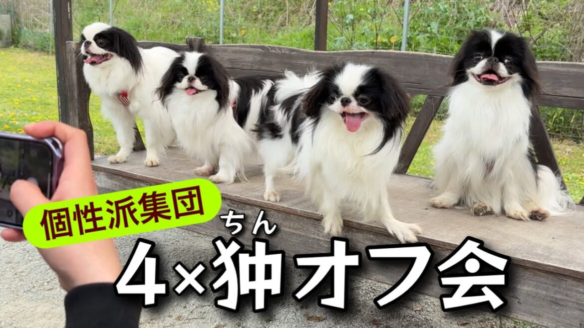 関西の個性あふれる4狆が初集結！なんちゃってオフ会を開催してみたら...