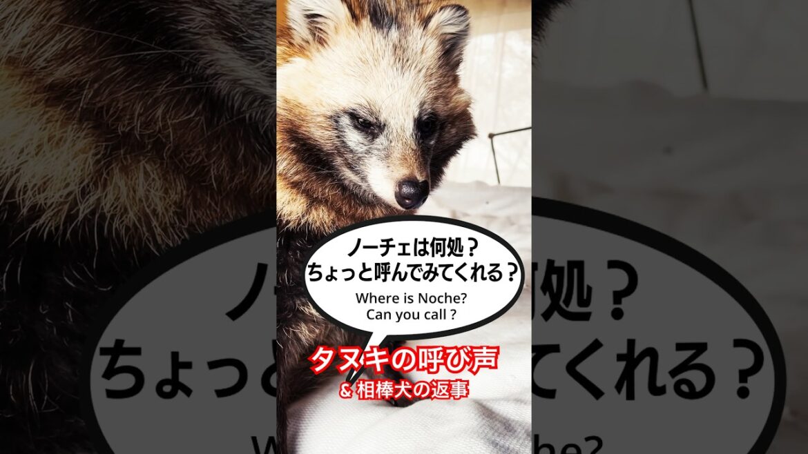 「タヌキの呼び声 コリーの返事」 Call of TANUKI & the collie's reply #shorts #タヌキ #犬 #コリー  #raccoondog  #collie #dog