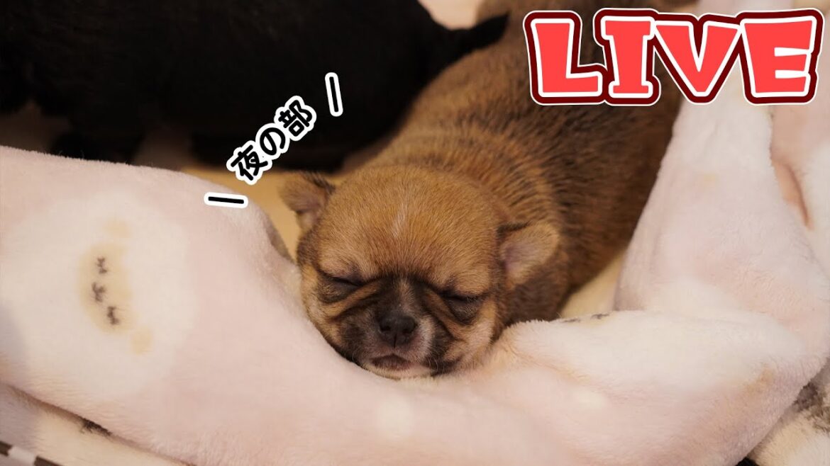 【Live】生後20日のチワワ兄弟を眺める夜の部【ブリーダー】
