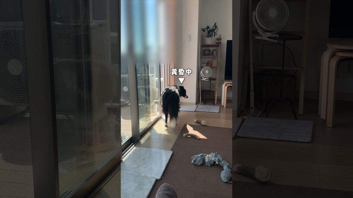 平和すぎる…多頭飼いの休日の風景【チャウチャウ・秋田犬・ボーダーコリー・ラブラドールレトリバー】【大型犬】＃Shorts