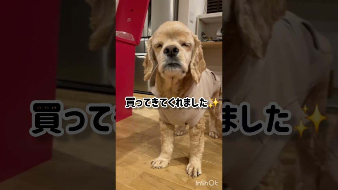 ぺーちゃん良かったね #shorts #アメリカンコッカースパニエル #アメコカ