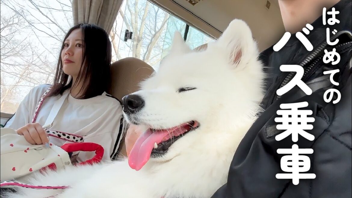 初めてバスに乗車してみたらリラックスしすぎちゃった犬がかわいすぎました…