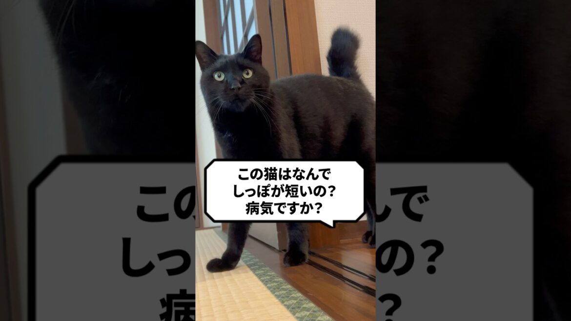 Q：この猫はなんでしっぽが短いの？病気？（カギしっぽ猫） #猫 #保護猫 #ねこ