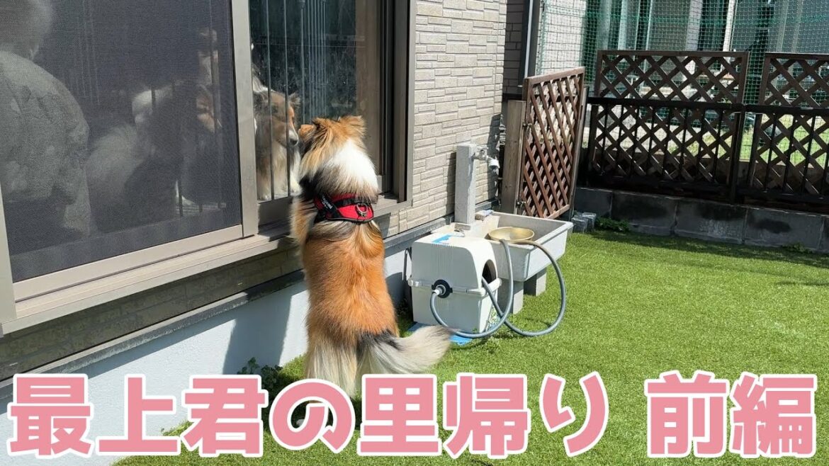 【シェルティ】最上君の里帰り🐾【前編】