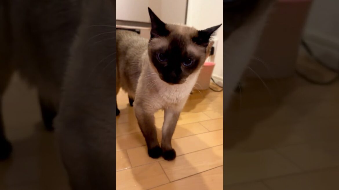 お水を飲む同居猫の後ろを通過してあたりを1周していくたぬき猫なのにゃ♪ #cat #シンガプーラ #トンキニーズ#たぬき猫#singapura#tonkinese