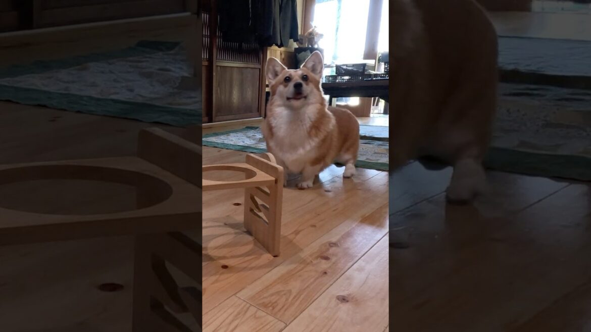 ご飯を待ちきれずにウロウロするコーギー / The corgi circles excitedly, eager for its food.  #コーギー #corgi #サクラ
