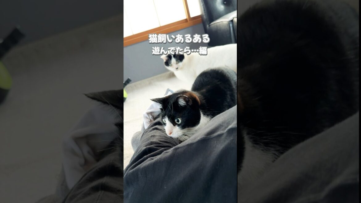 【猫あるある】ハチワレ猫と遊んでいたら… #猫 #保護猫 #ハチワレ