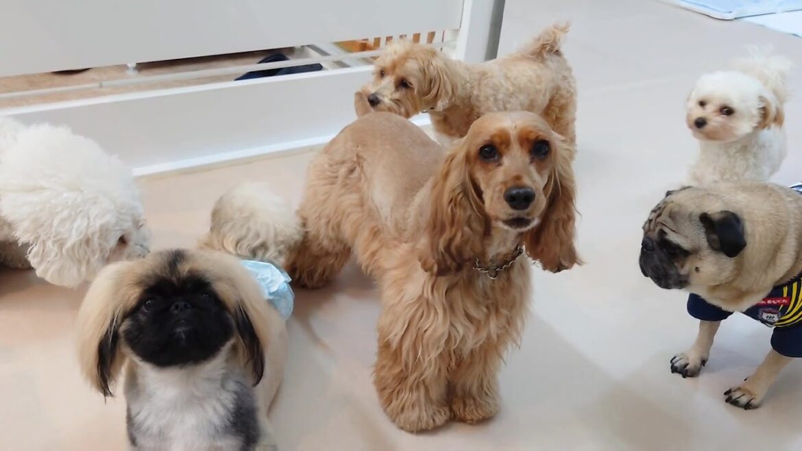イングリッシュコッカーちゃんとお泊り仲間たち　🐶ひみつきちなう！②🐶  2025年4月26日
