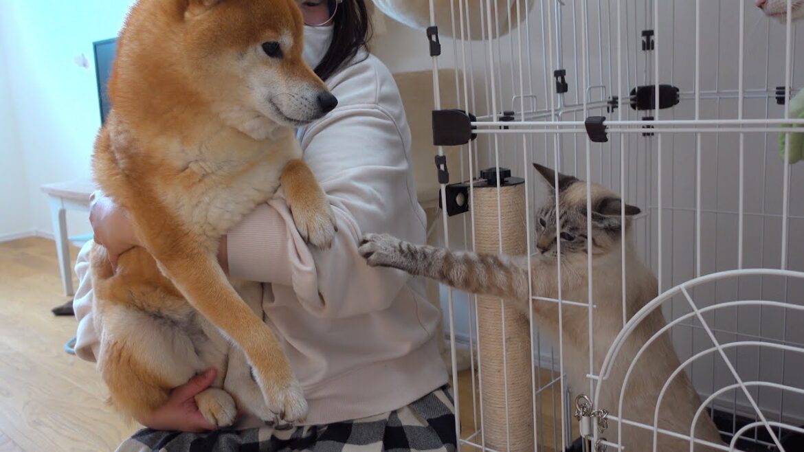 柴犬、保護猫にお母さんと間違えられて困惑？やり取りが可愛すぎる。。