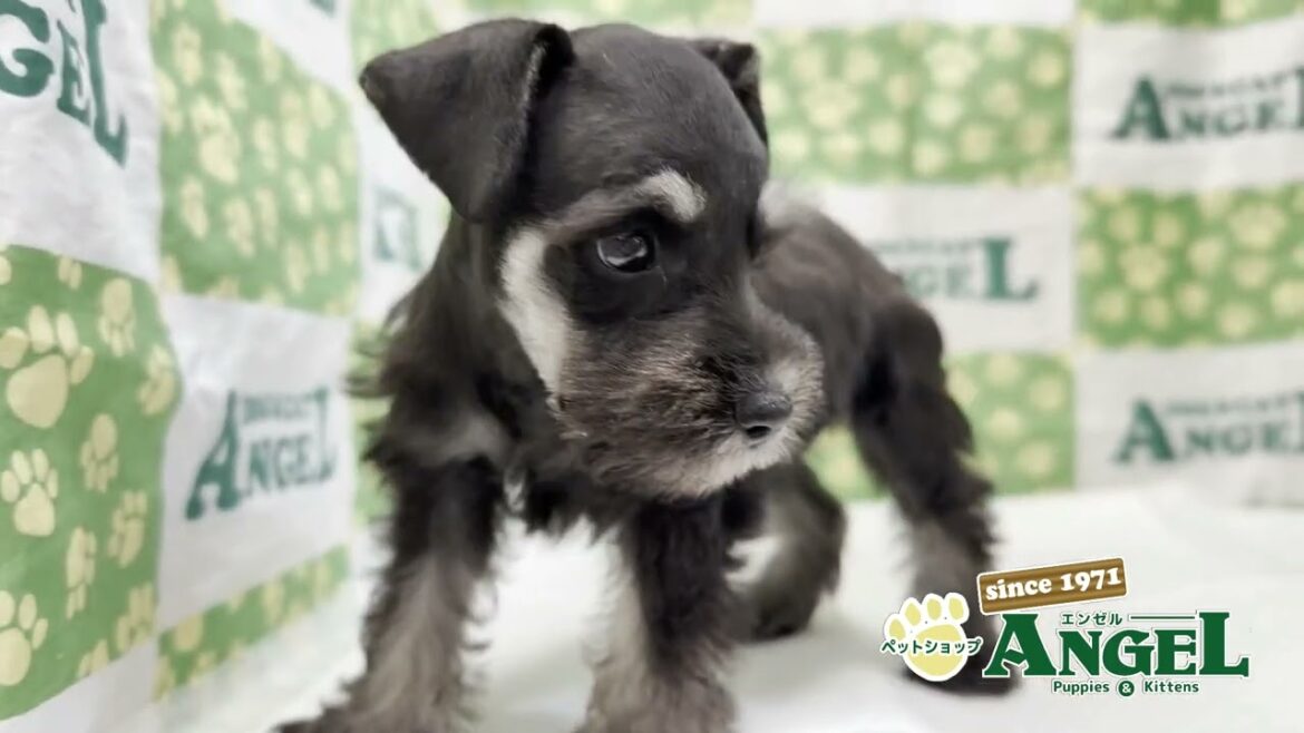 ミニチュアシュナウザー 2504088 【ペットショップエンゼル　子犬・子猫販売】
