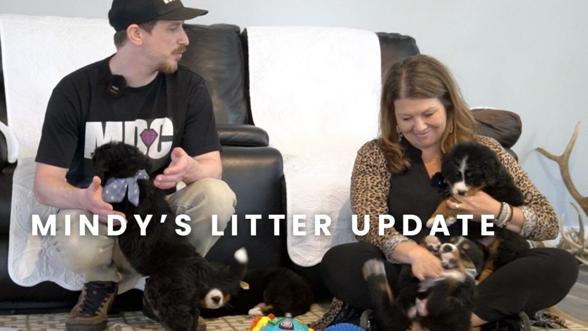 Mindy & Jedi's European Bloodline Bernese Mountain Dog Puppies | Puppy Training | Litter Update!