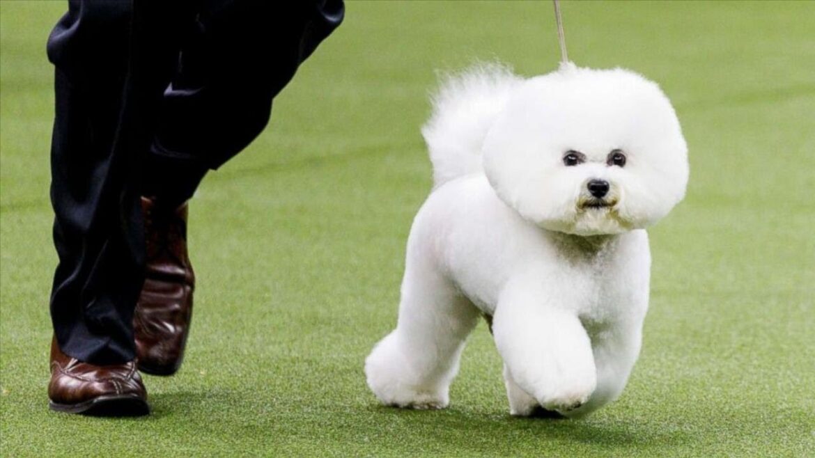 世界で最も美しい犬種25選
