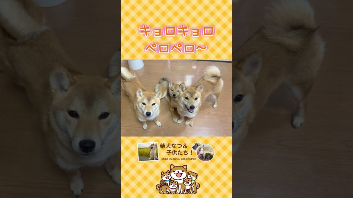 飼い主の手の動きに合わせてキョロキョロ！！#柴犬 #子犬 #dog #shibainu