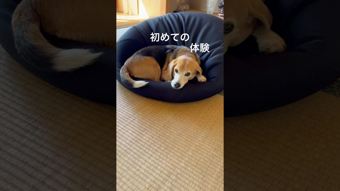 初めての心地よさにシッポをふるビーグルさん#ビーグル#beagle#shorts