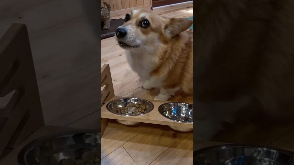嬉しそうに食べるコーギー / A corgi eats happily #コーギー #corgi #サクラ