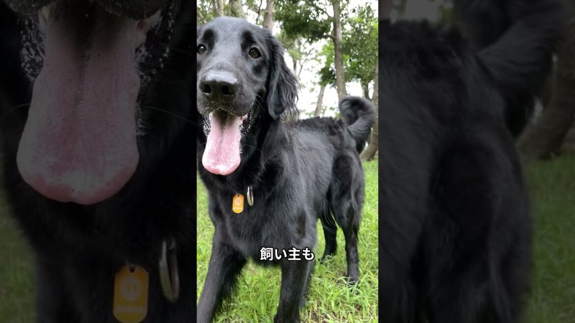 「フラットコーテッドレトリーバーを飼うなら覚悟せよ!驚きの事実3選」  #犬好き 「フラットコーテッドレトリーバーを飼うなら覚悟せよ!驚きの事実3選」  #犬好き