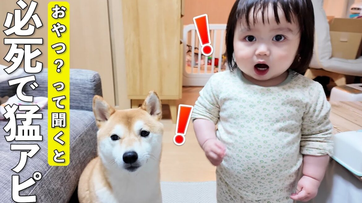 おやつ食べる？って聞いた時の柴犬と1歳娘の必死の反応が面白すぎましたwww