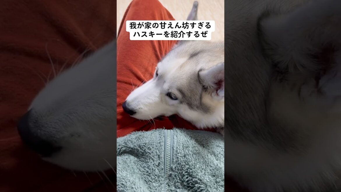 我が家の甘えん坊すぎるハスキーを紹介するぜ #shorts