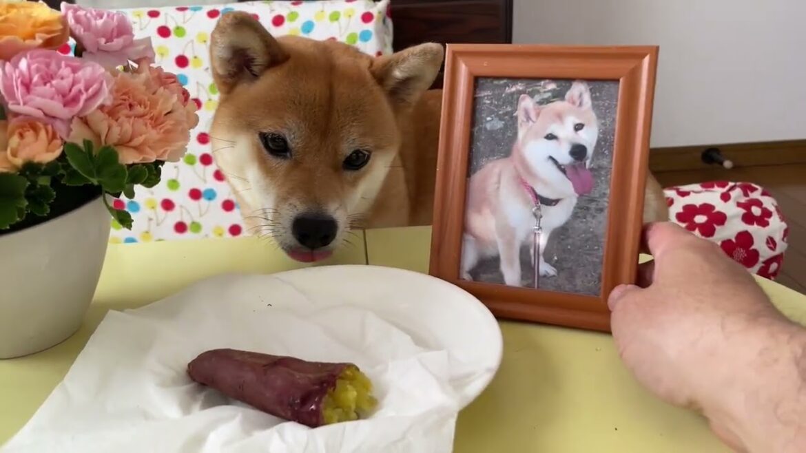 「小春ー」あの日から4年が経ちました。柴犬小夏