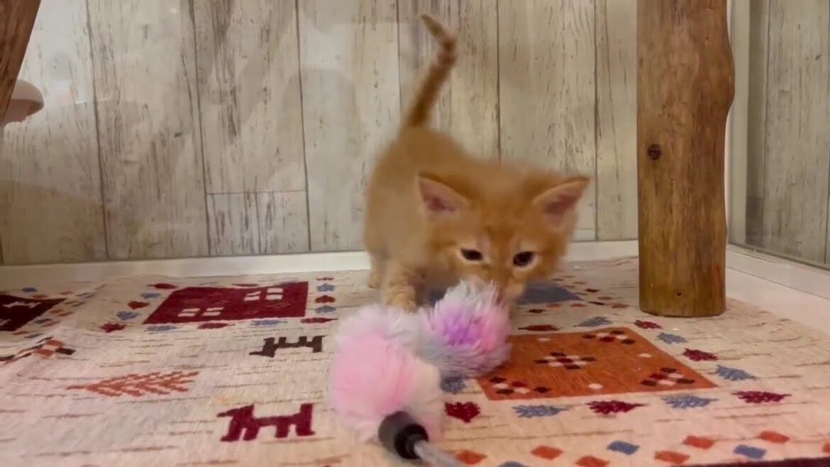 ラパーマ　女の子　2025/2/18生まれ　