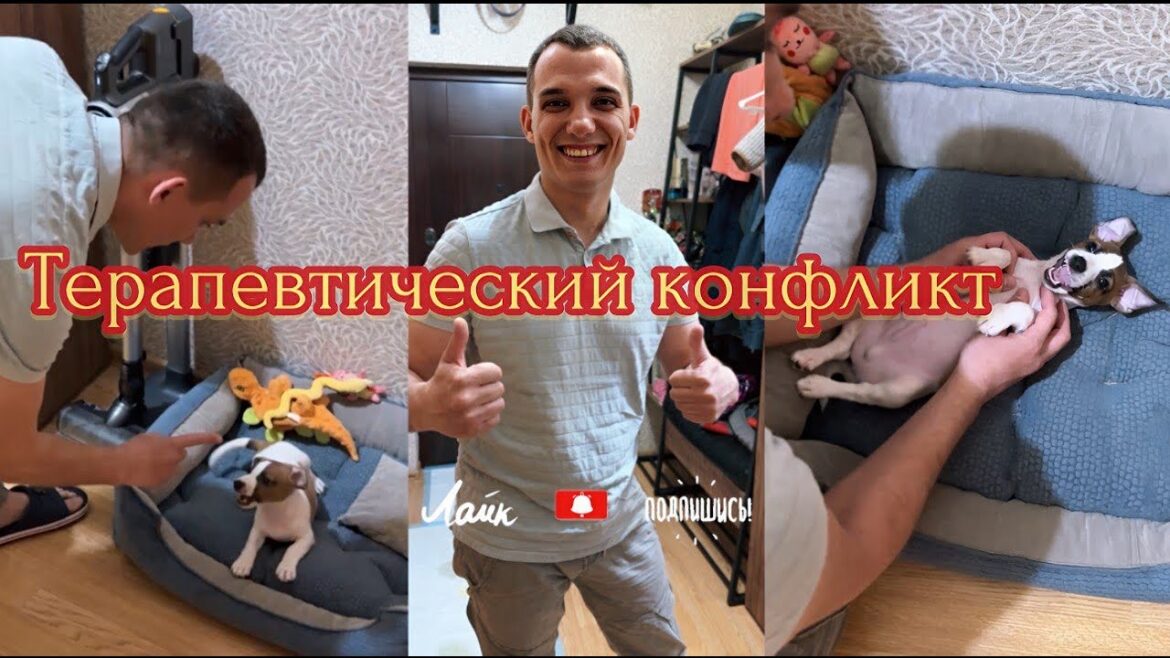 Терапевтический Конфликт  - Воспитание щенка Джек Рассел терьера