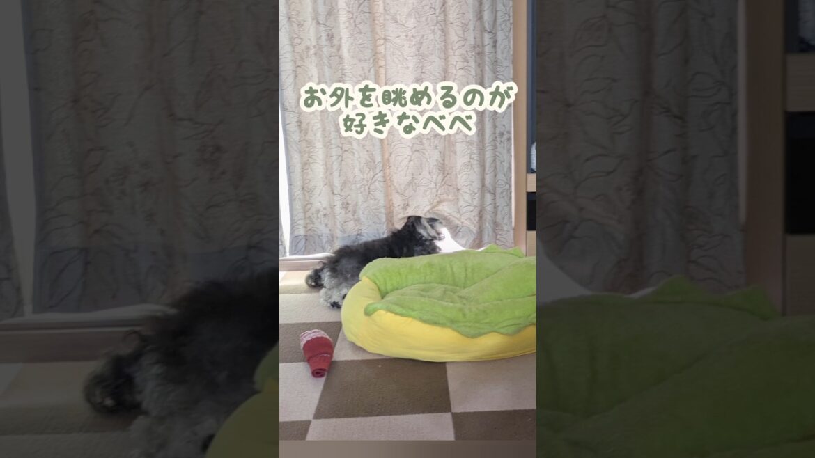 お外見てガッカリしてたのかもしれない #miniatureschnauzer #schnauzer #dog #ミニチュアシュナウザー #シュナウザー #犬のいる暮らし