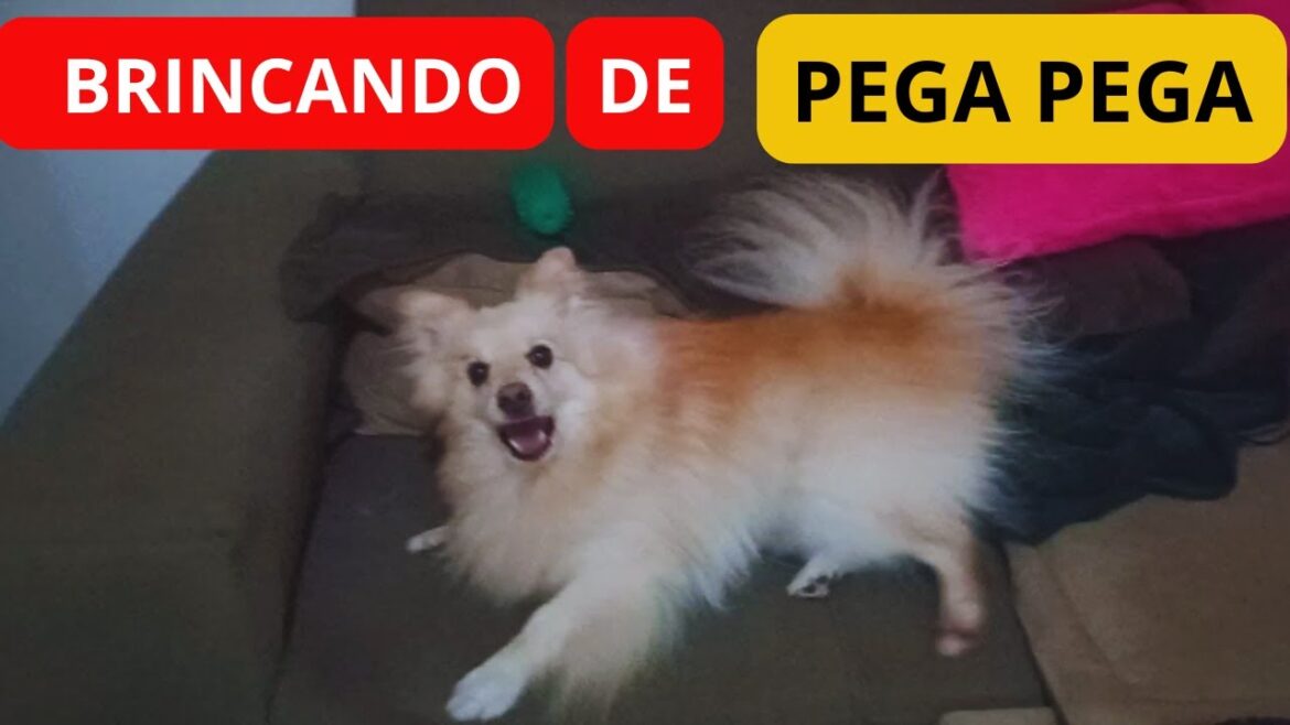 BRINCANDO DE PEGA-PEGA, CACHORRO FAZENDO FESTA