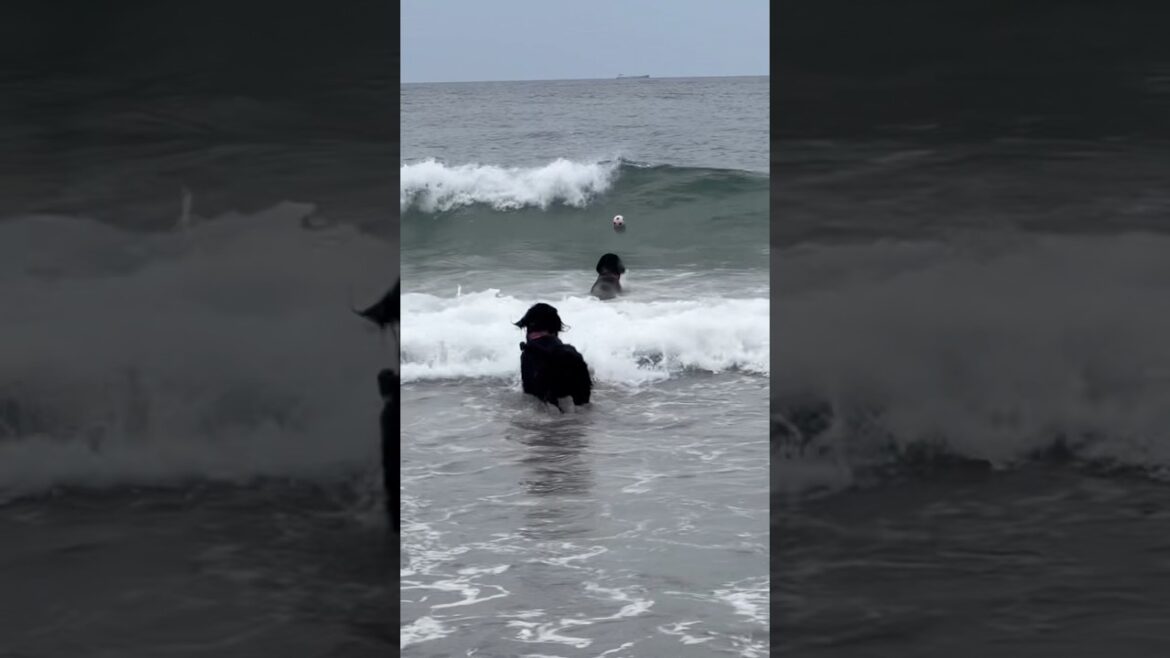 大波に消えた犬#flatcoatedretriever #フラットコーテッドレトリバー #大波
