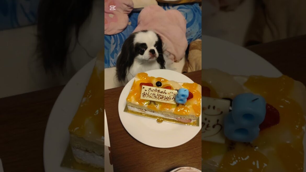 ウチの狆が8歳の誕生日を迎えました。#狆 #誕生日