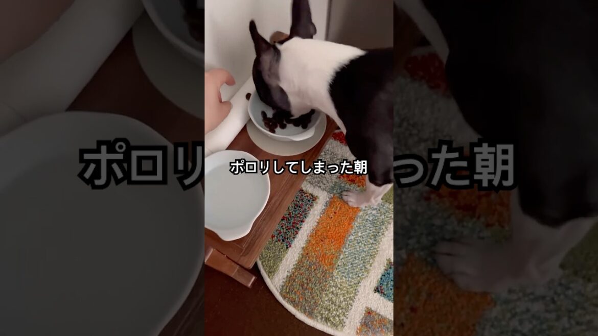 おはよう！メルの朝ごはん #ボストンテリア #ボステリ #bostonterrier