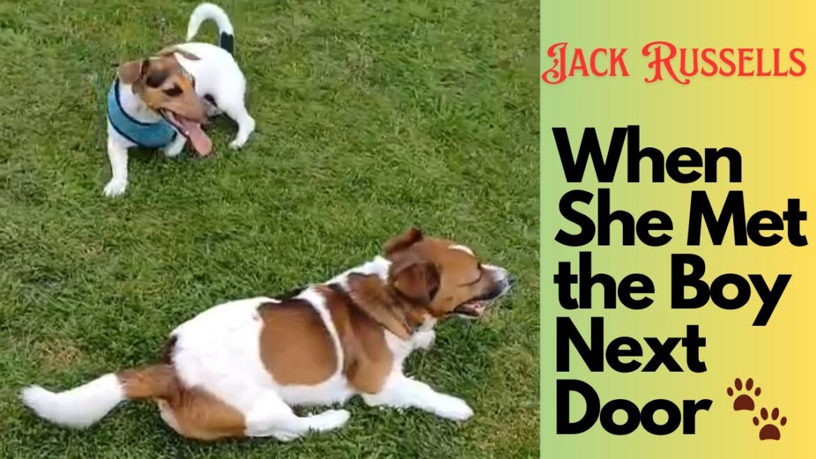 Jack Russell Playdate Goals!🐶💫 Pure Joy! #puppy #cute #funny #viralvideo