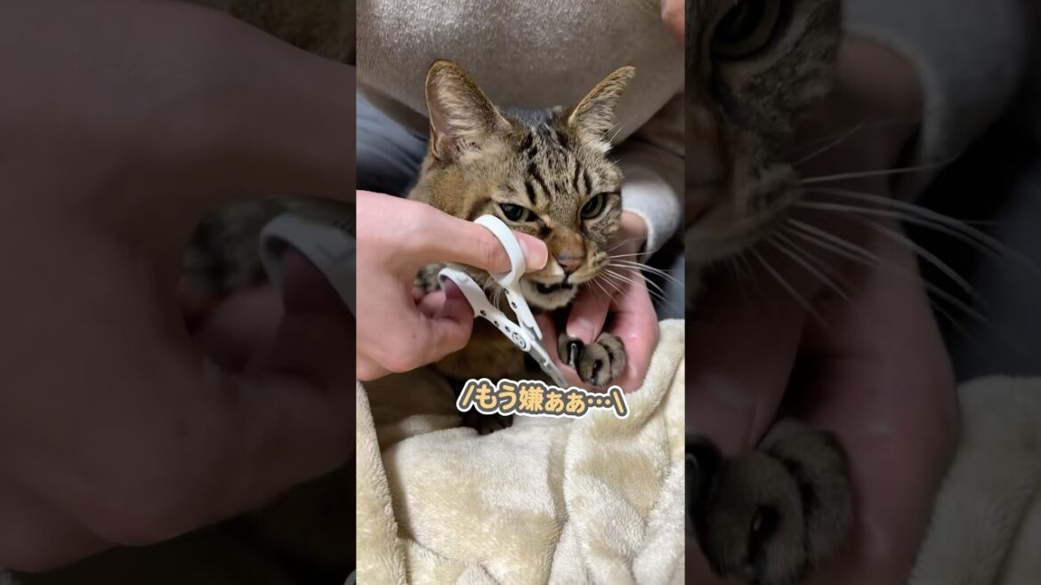 「うにゃうにゃ…」と文句を言いながらも、仕方なく爪を切られる猫