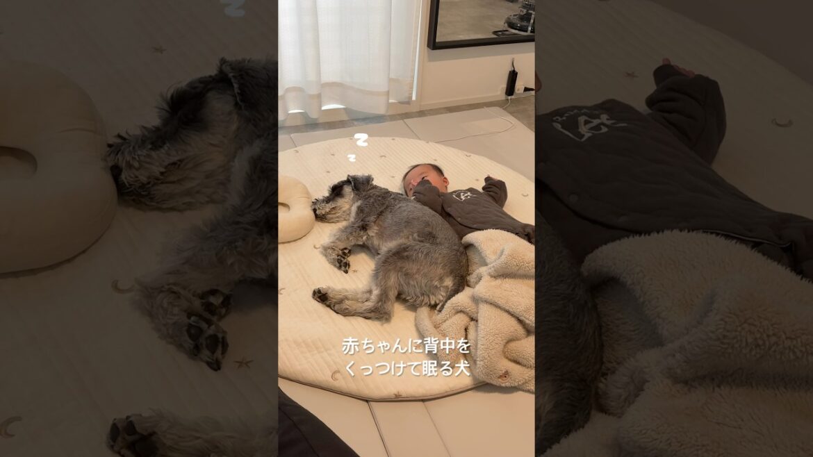赤ちゃんに背中をくっつけて眠るミニチュアシュナウザー#ミニチュアシュナウザー #赤ちゃん #赤ちゃんのいる生活 #minitureschnauzer
