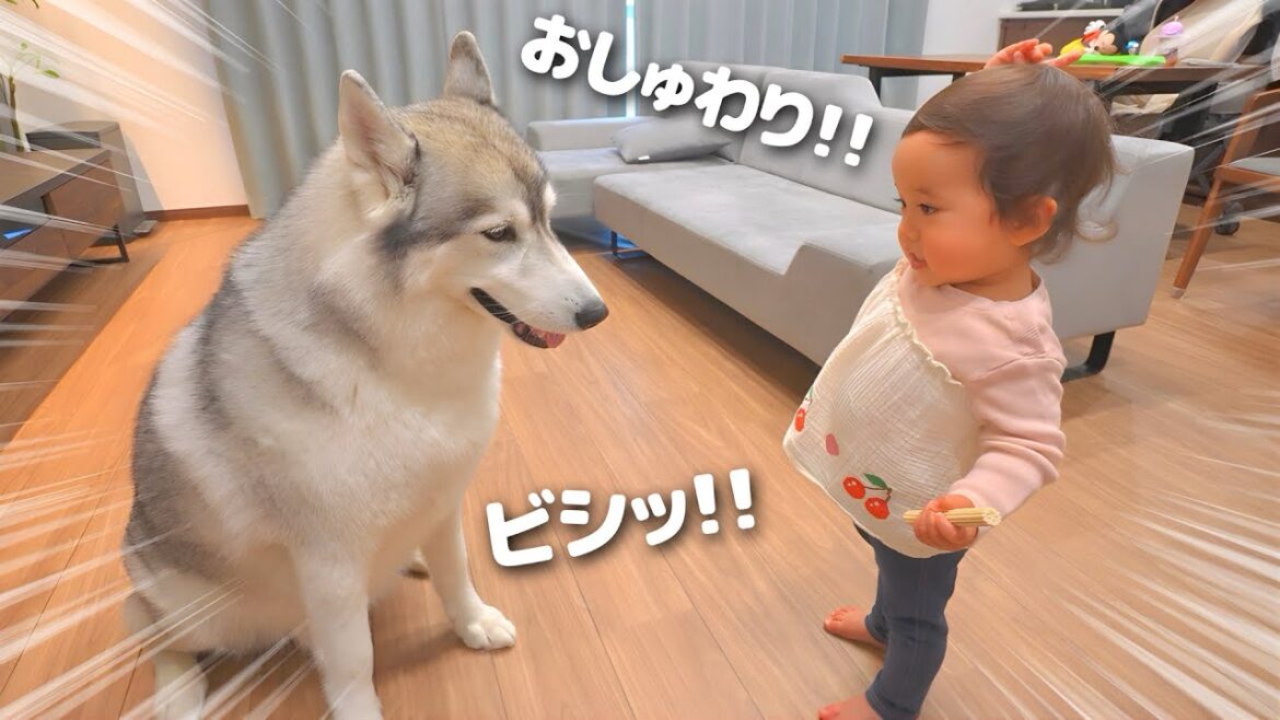 愛犬が家族に順位をつけているのか検証してみたらトップが決まりました・・・