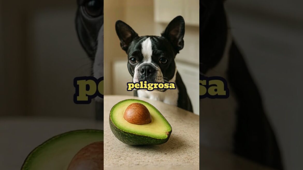 ¡Nunca le des esto a tu Boston Terrier! ⚠️