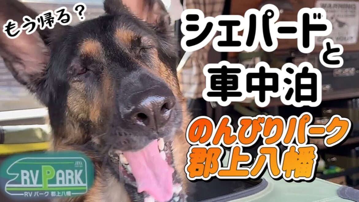 郡上八幡でシェパードと車中泊❣️芝生エリアが広くて快適🚙楽しい時間はあっという間😭【ジャーマンシェパード】