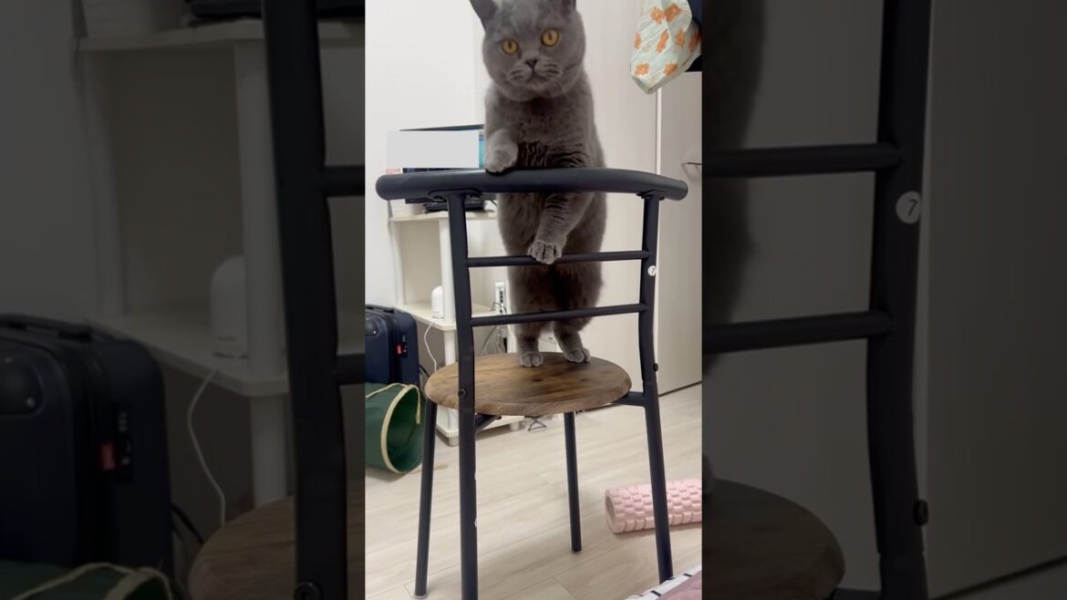 ブリティッシュショートヘアーの溺愛する椅子 #shorts #animals #cat #love #japan  #猫 #ねこ #日本 #生活 #日常 #vlog #cute #ネコ #클로바더빙