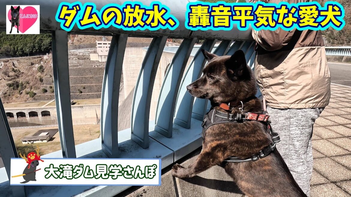 【旅犬】大滝ダムの中の道を歩いた甲斐犬　甲斐犬いち