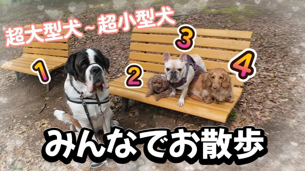 【超大型犬~中型犬~超小型犬★一緒にお散歩してみた!】★219回目★ 【超大型犬~中型犬~超小型犬★一緒にお散歩してみた!】★219回目★
