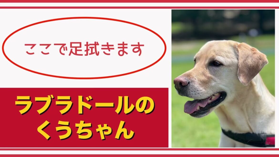 【#ラブラドール  】ここで足拭きます【#labradorretrievers   】