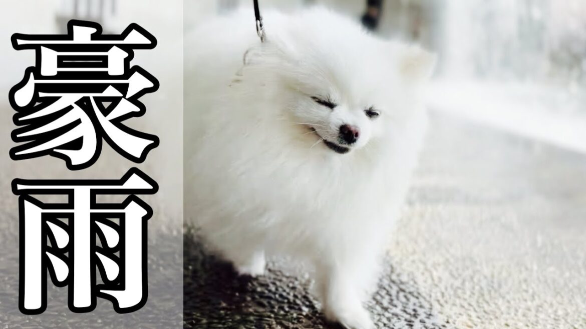 滝に打たれてびしょ濡れになるポメラニアン