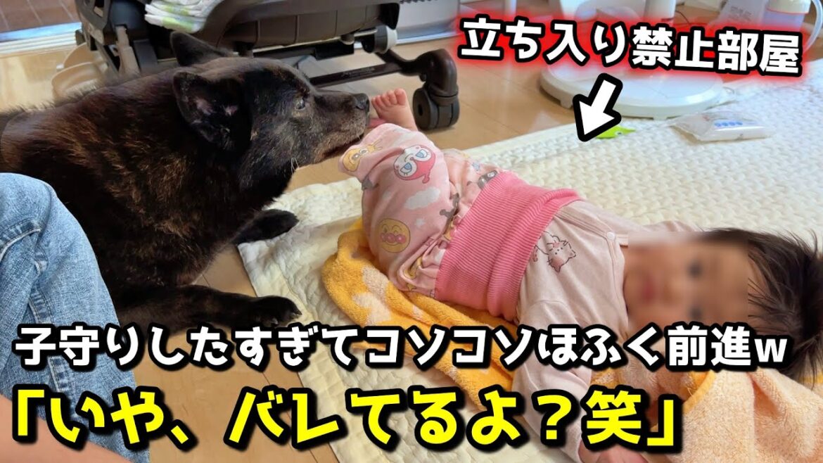 【ほっこり】赤ちゃんの子守りがしたすぎて甲斐犬がこうなりました笑