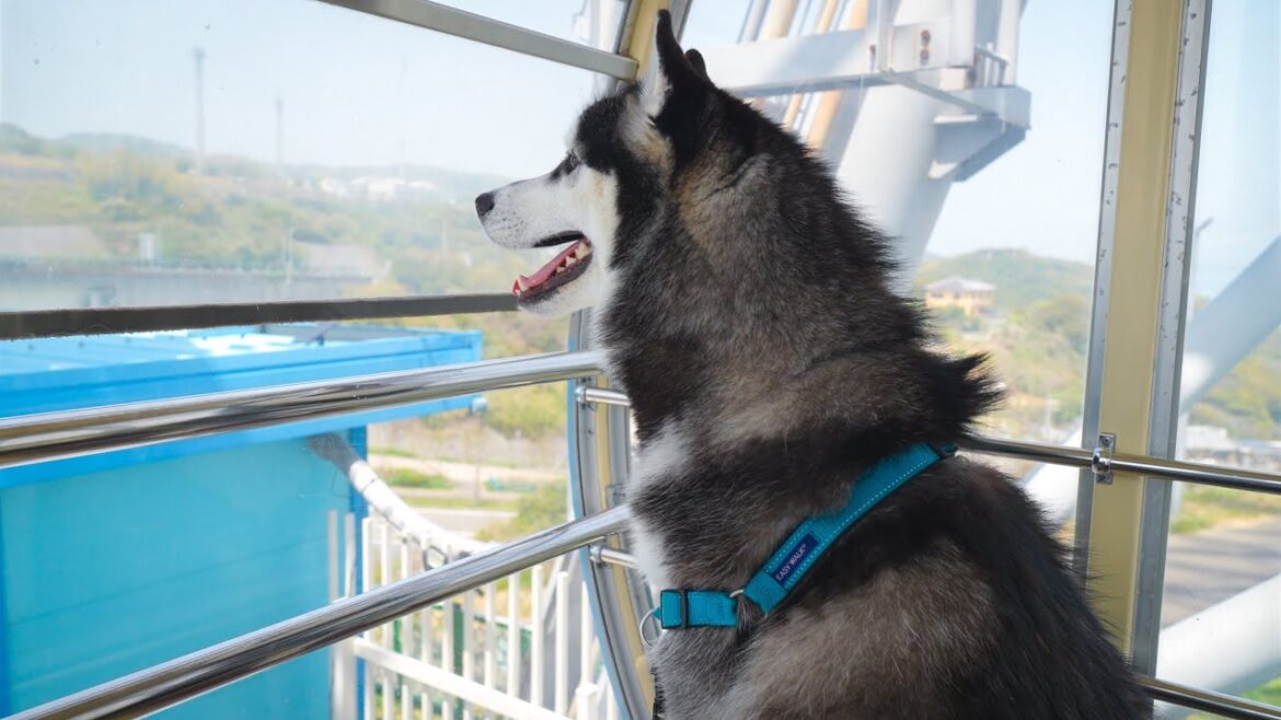 ハスキー犬ルルくんと初観覧車🎡in淡路島　淡路SA
