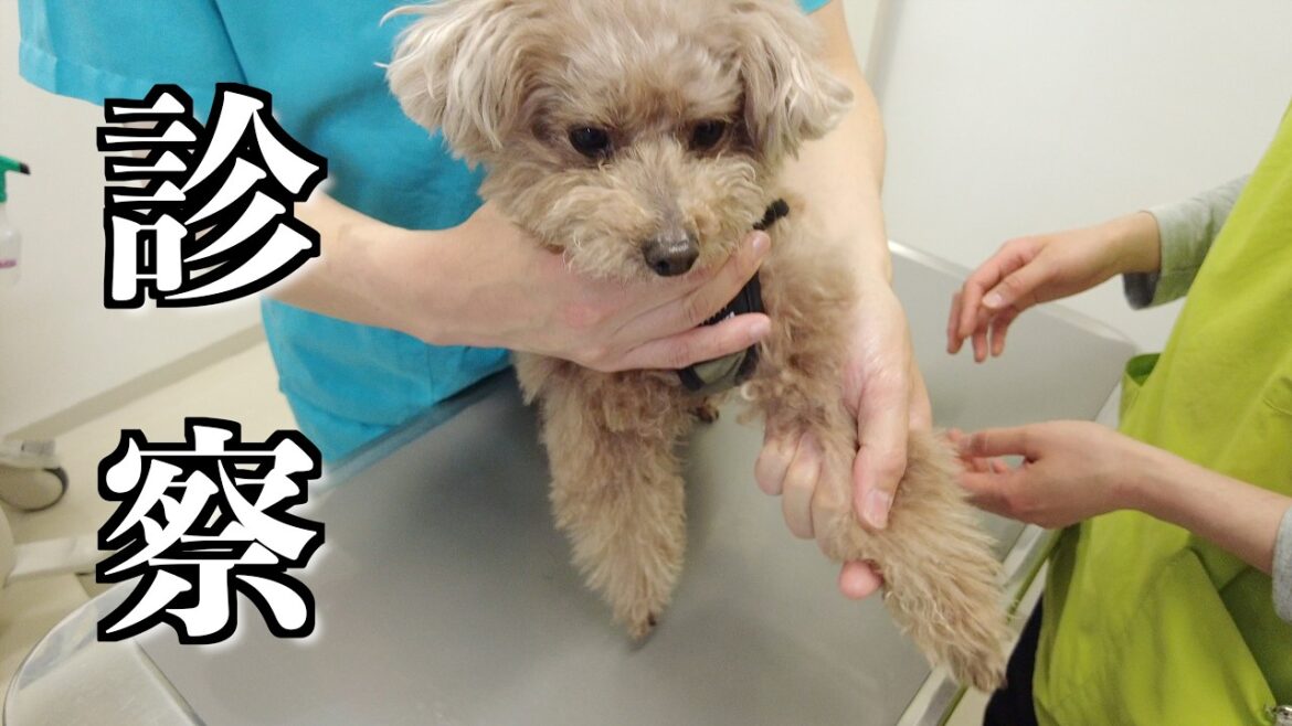 愛犬の様子がおかしかったので動物で診察してもらいました【トイプードル】 愛犬の様子がおかしかったので動物で診察してもらいました【トイプードル】